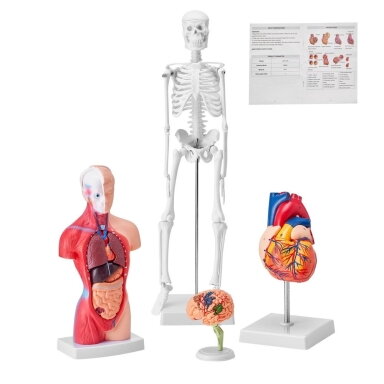 Anatominių modelių rinkinys VEVOR LD-3JT, 4 modeliai Anatominių modelių rinkinys VEVOR LD-3JT, 4 modeliai