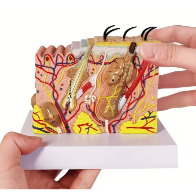 Plastikinis žmogaus odos struktūros muliažas kosmetologams 1 Plastikinis žmogaus odos struktūros muliažas kosmetologams 1